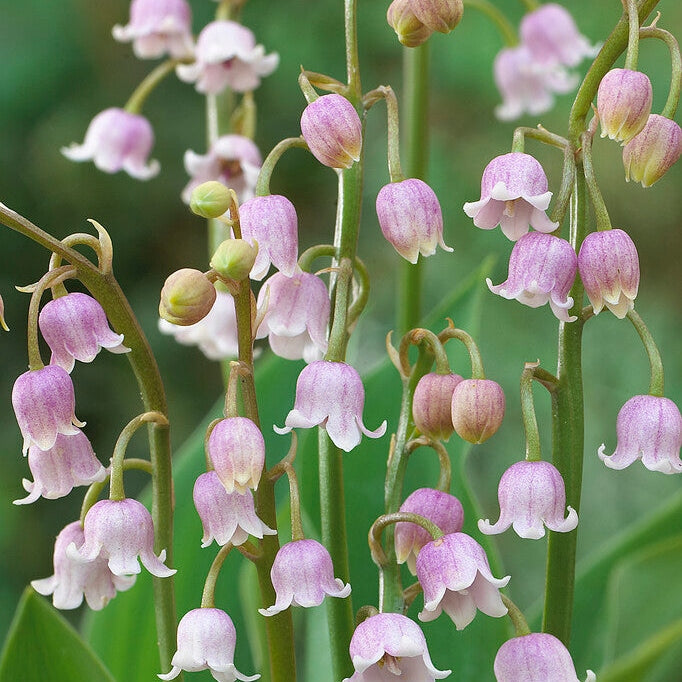 Liljekonvall-Convallaria Majalis Pink 3-pakning